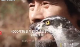 训鹰视频,从新手到专家的蜕变之路
